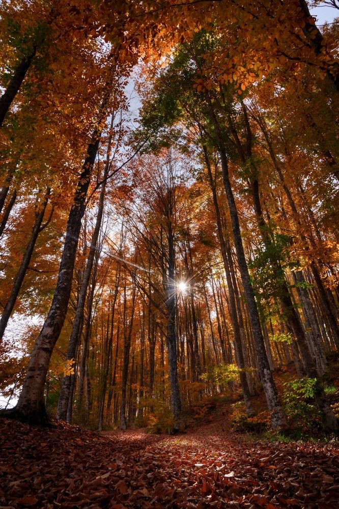 Photograph by ESRA KAYA