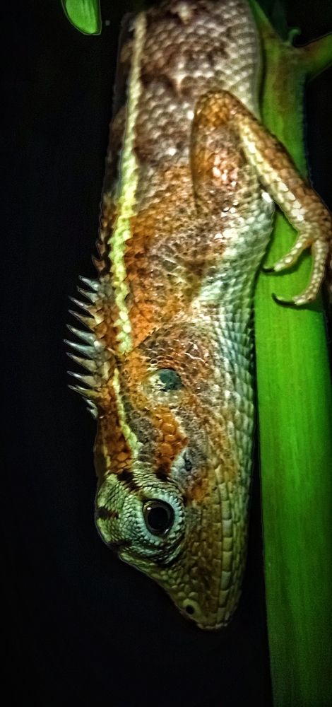 Photo #11210632