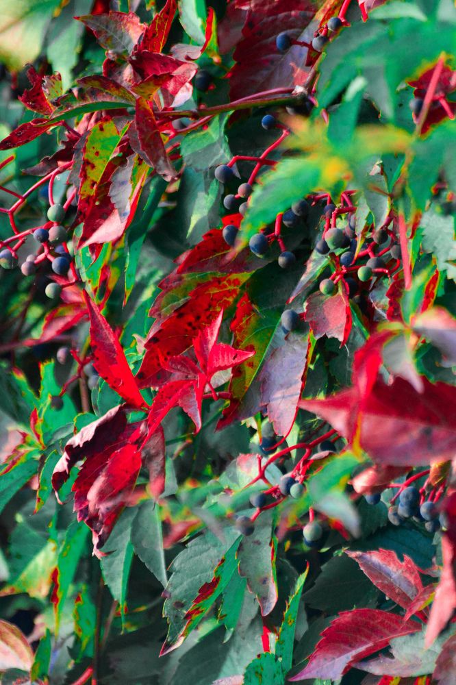 Photograph by Сергей Гуров