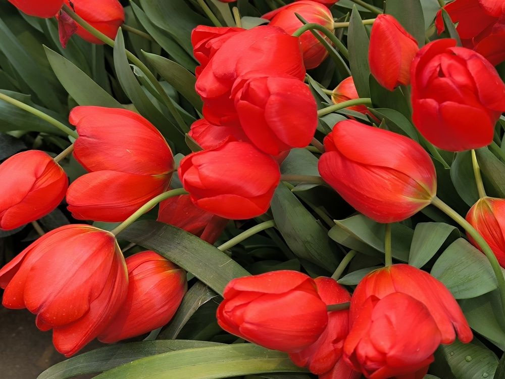 Photograph by Ольга Стоун