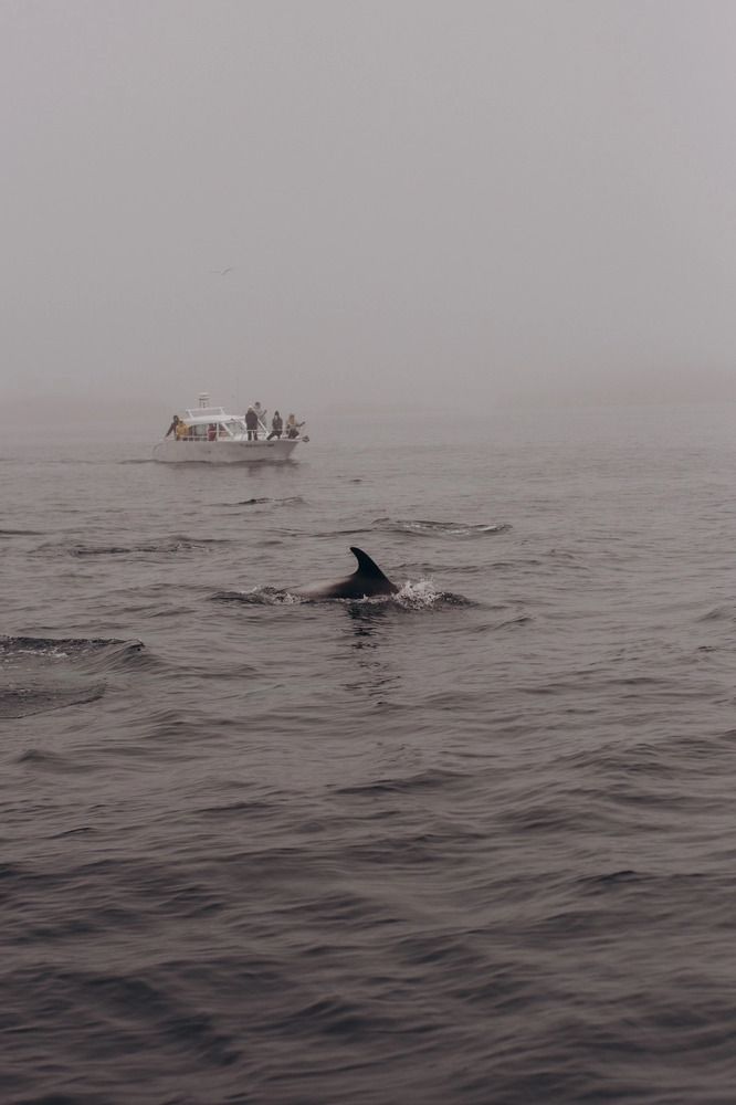 Photograph by Алиса Нежинская