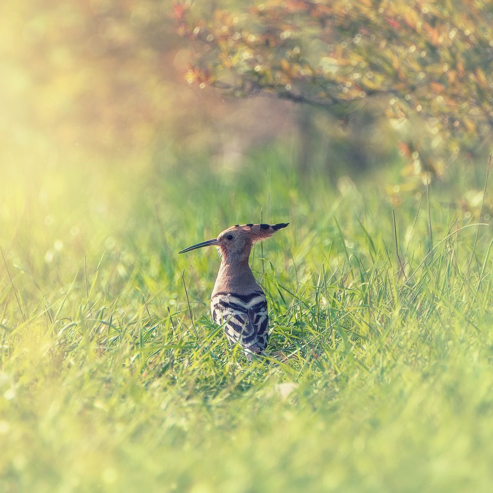 Photograph by TORNIKE PAPKIAURI