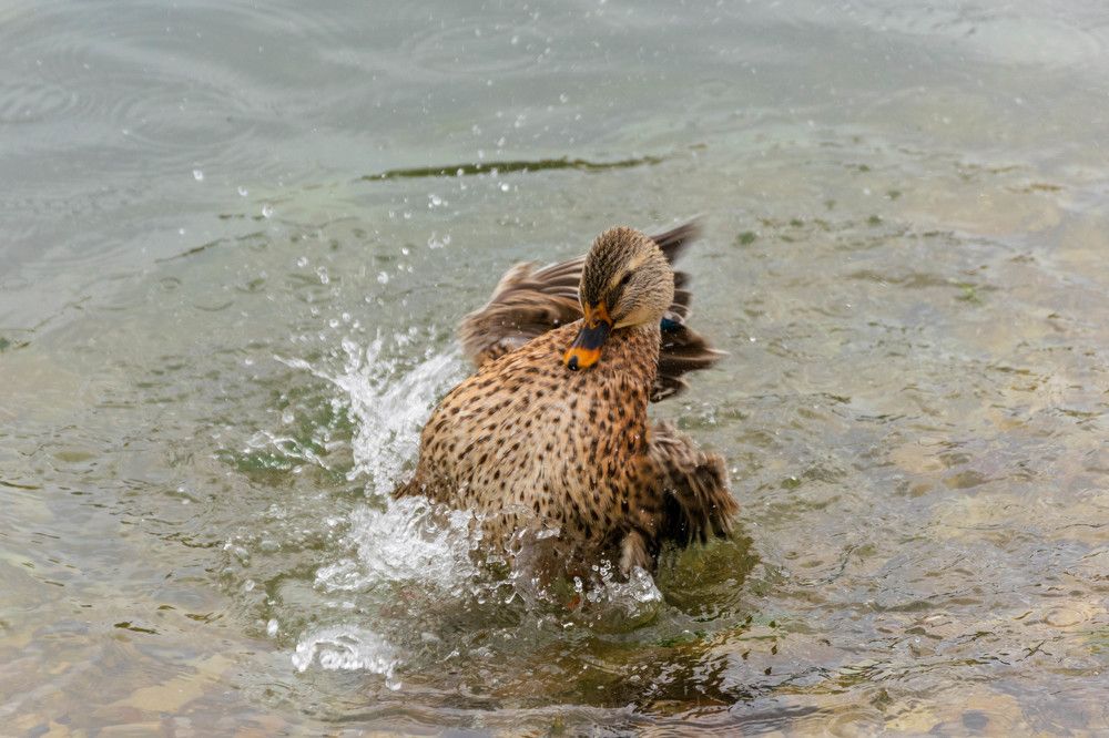 Photograph by Наталья Вялых