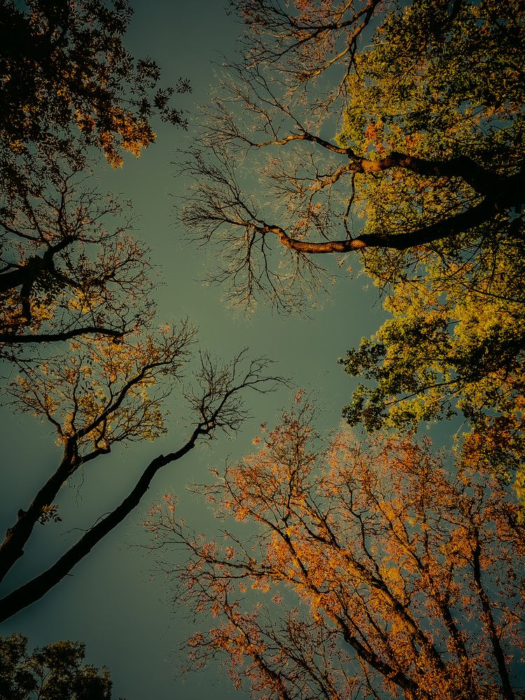 Фотография автора Алиса Исаева