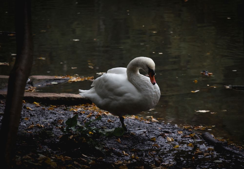 Photograph by Елена Барышева