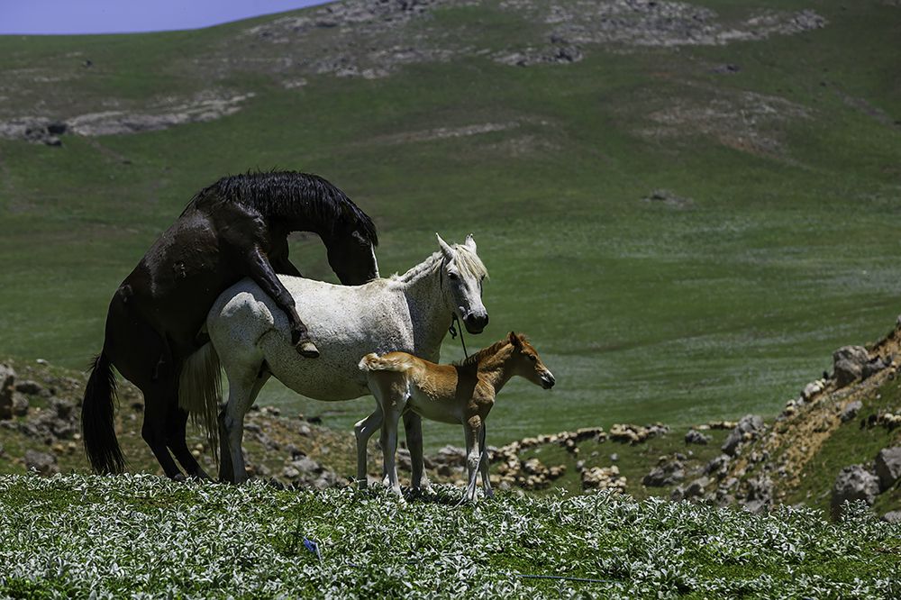 Photograph by Hengameh pirooz