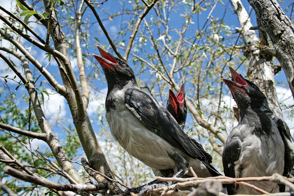 Фотография автора Александр Челмодеев