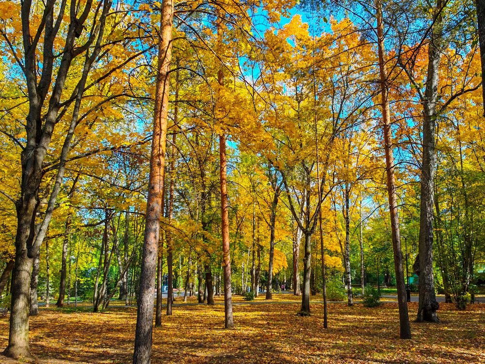 Photograph by Максим Кутсар