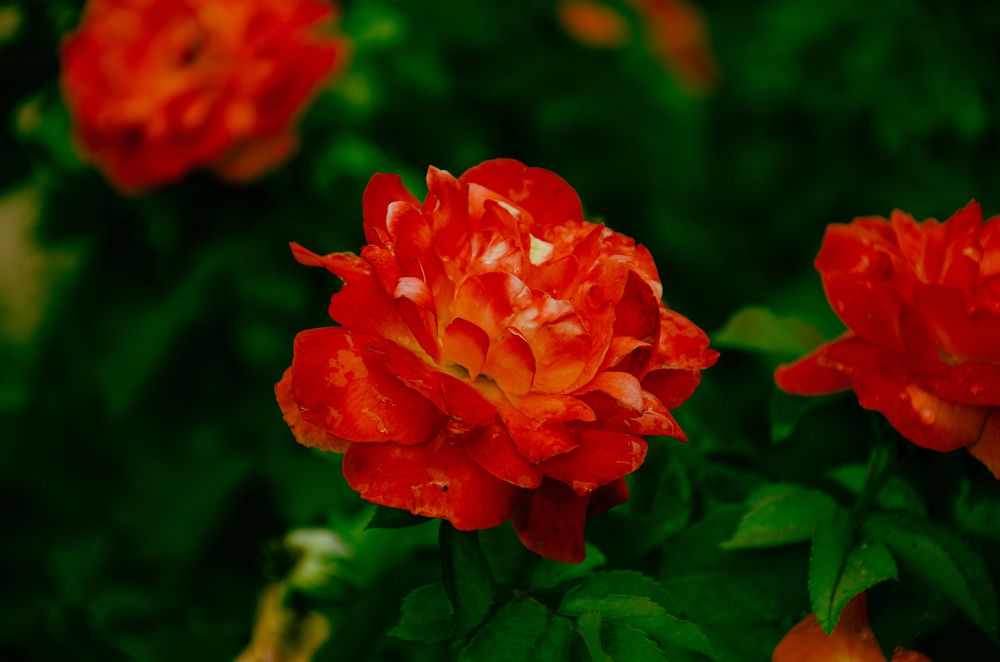 Photograph by Влад Василенко