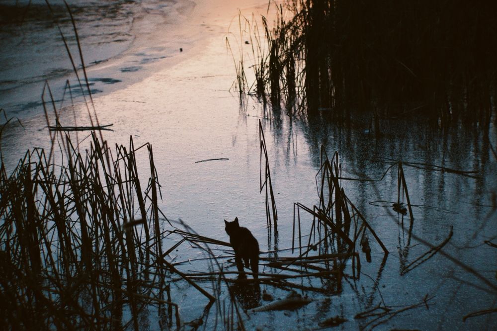 Photograph by Elvira