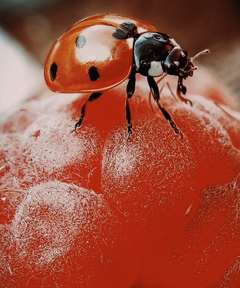 Photograph by Наталья Шумилова