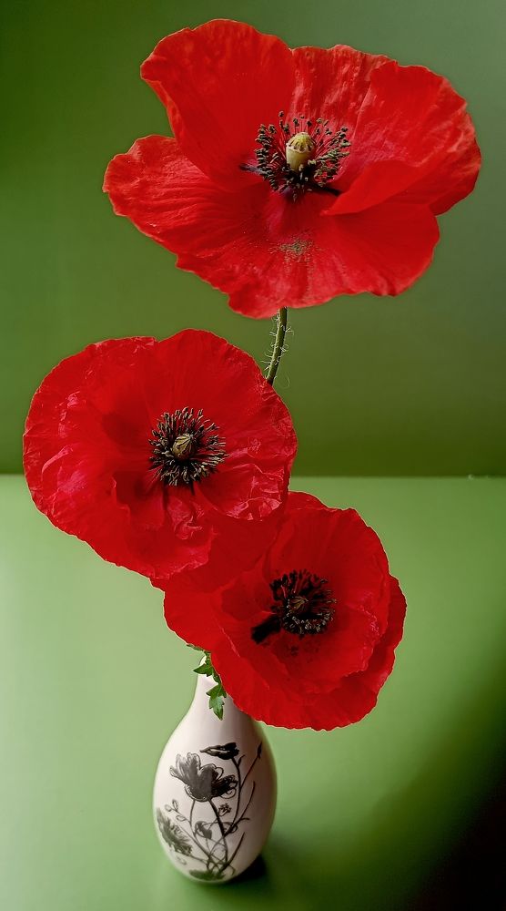 Photograph by Наталья Шумилова