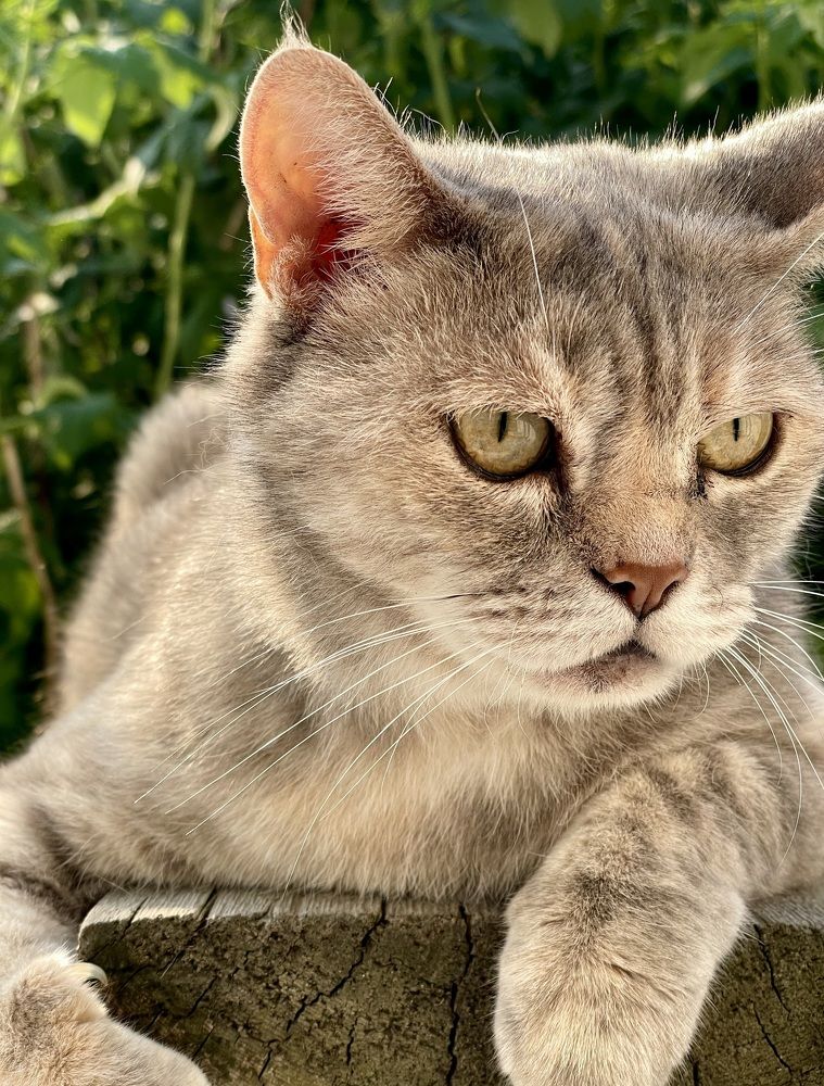 Фотография автора Nadezhda