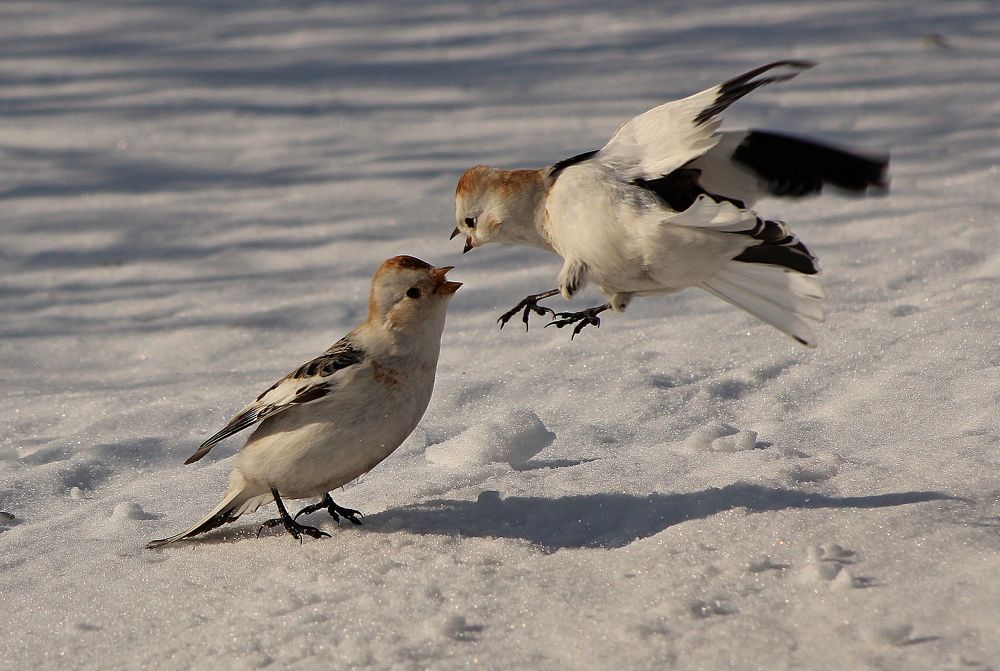 Photograph by Александр Велигура