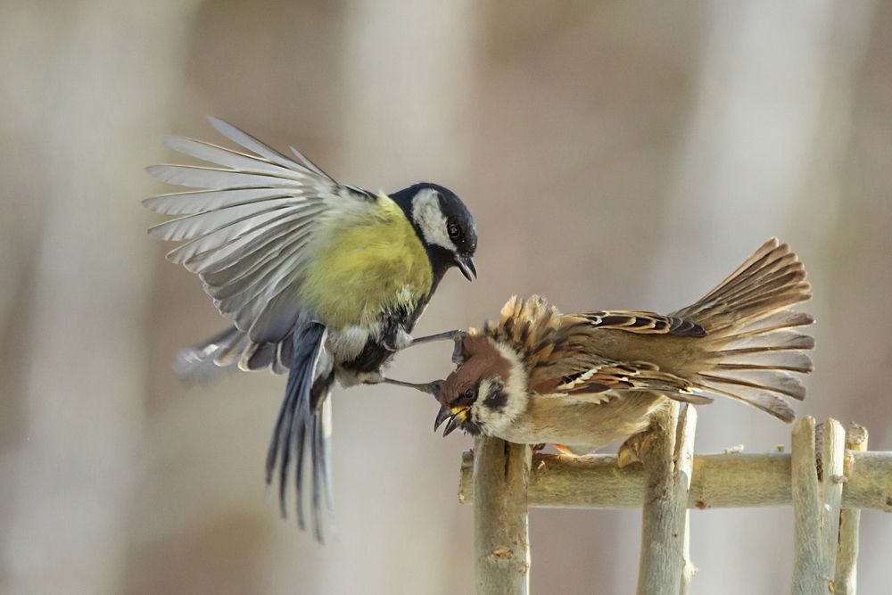 Photograph by Koledova Irina