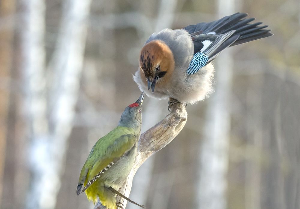 Лесные новости.