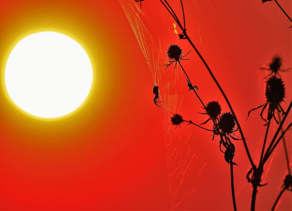 Photograph by Сиваков Алексей