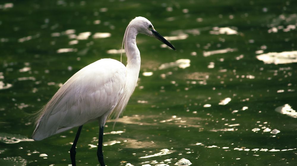 Photograph by Krish Bagri