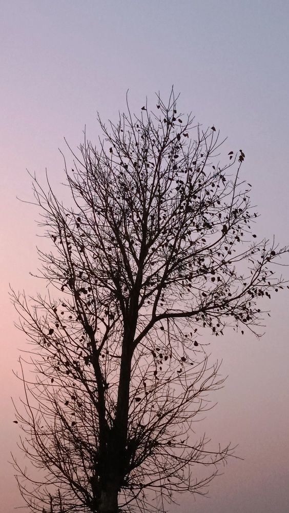Sacred fig (पिपल)