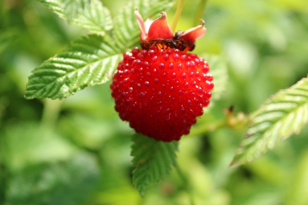 Photograph by Olga Bagaeva