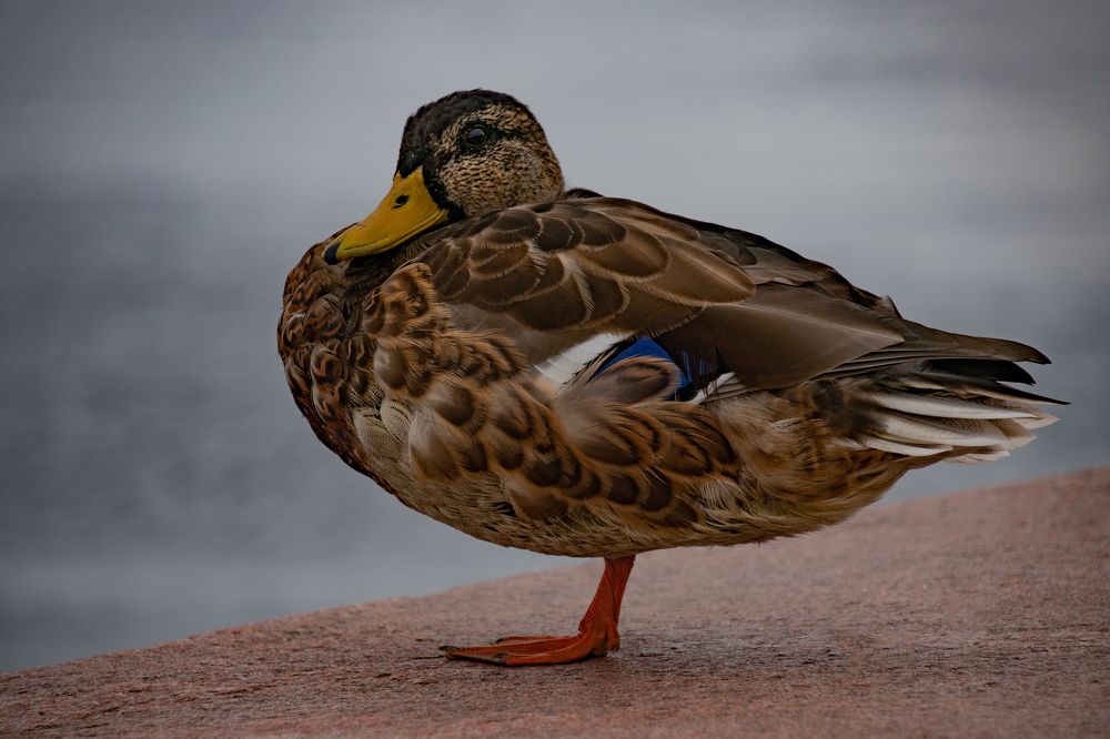 Photograph by Елена Ефимова