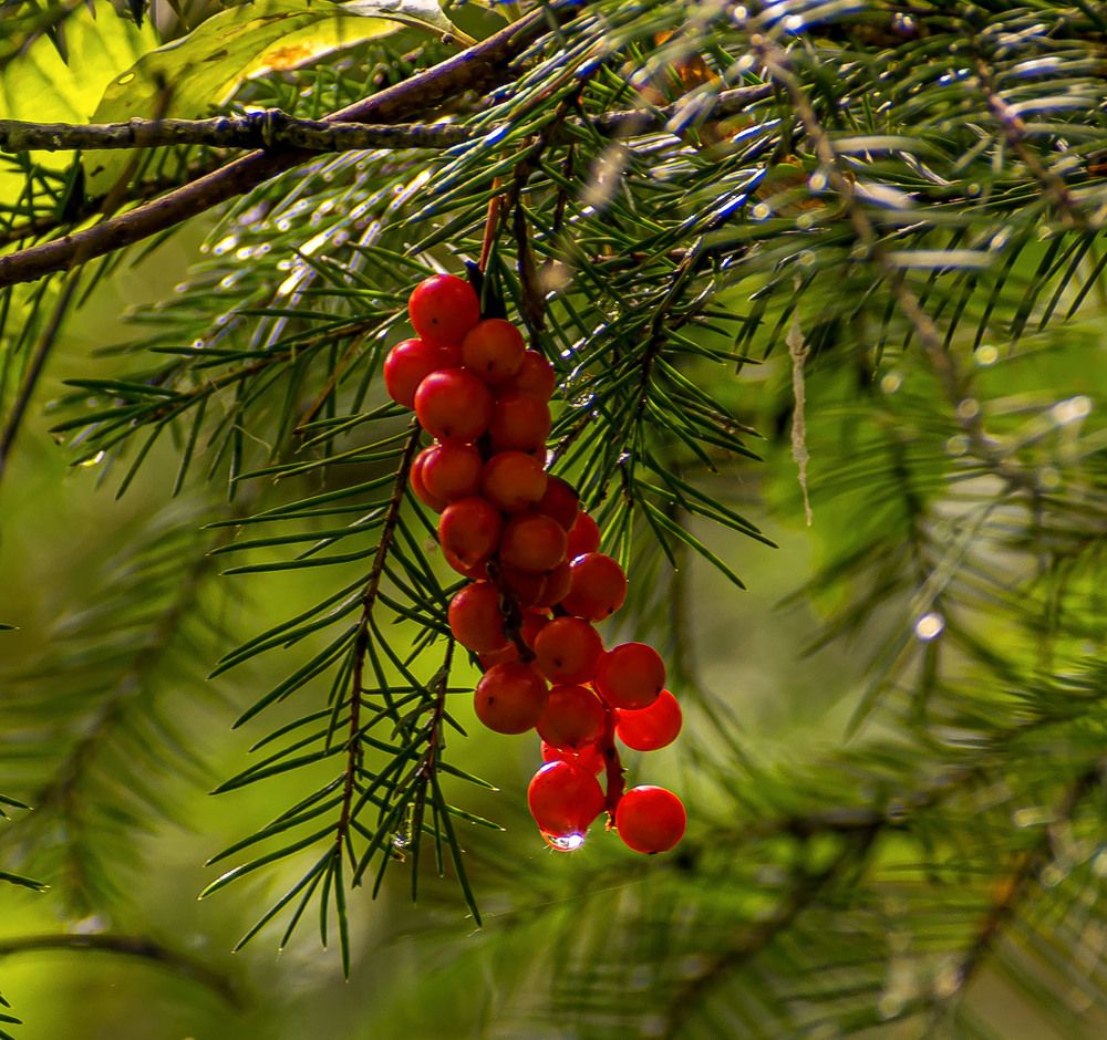 Ягоды лимонника