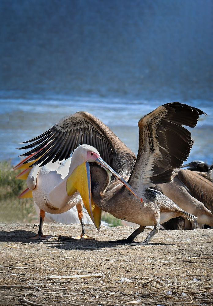 Фотография автора Алла Кожевникова