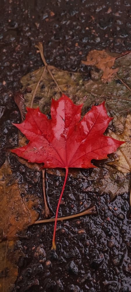 Photograph by Екатерина Александровна