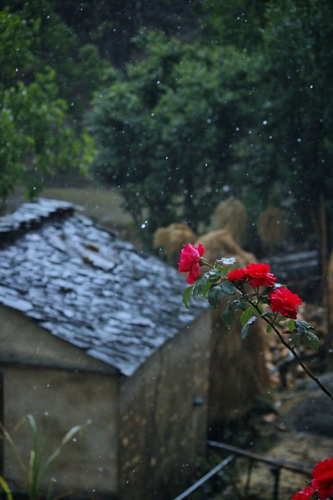 Фотография автора Mahesh singh bisht