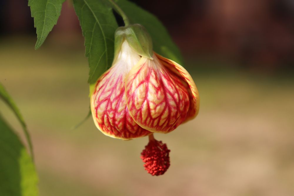 Photograph by SURAJIT SARKAR