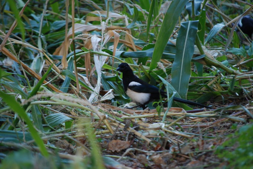 Photograph by Ishaq Karim