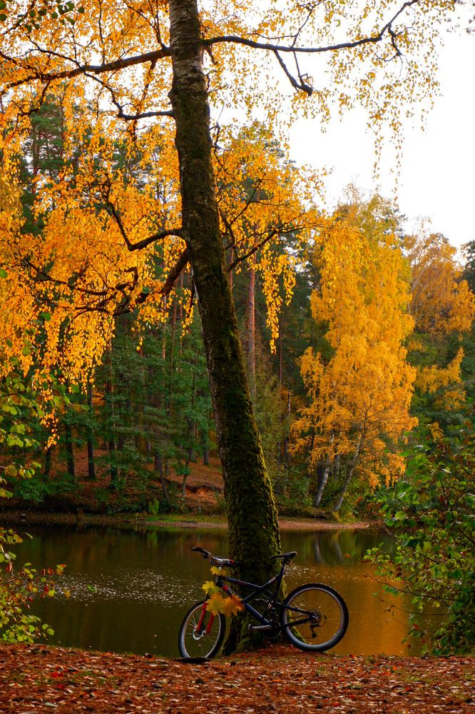 Фотография автора Elvijs Kalnins