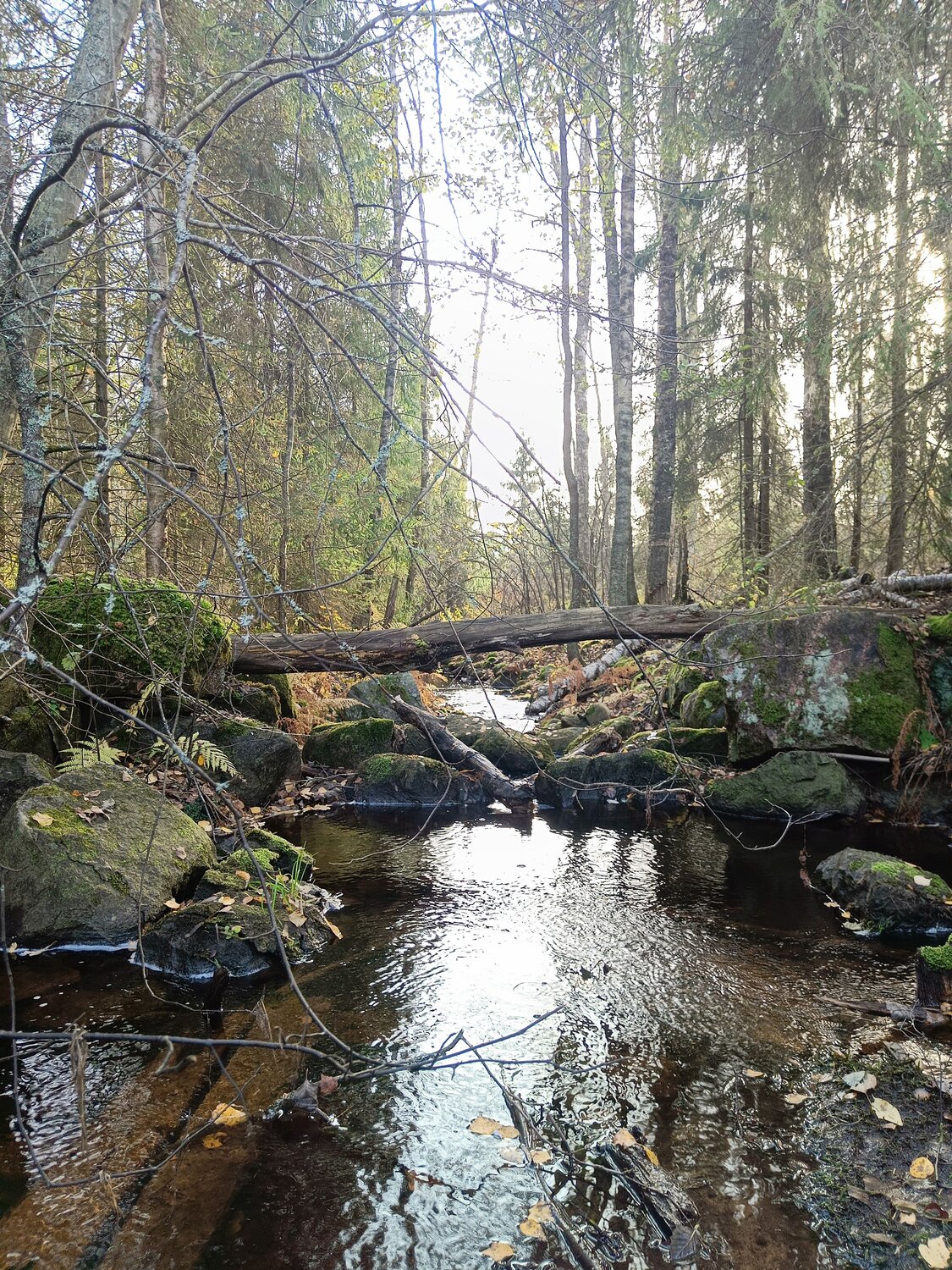 Photo #11211680