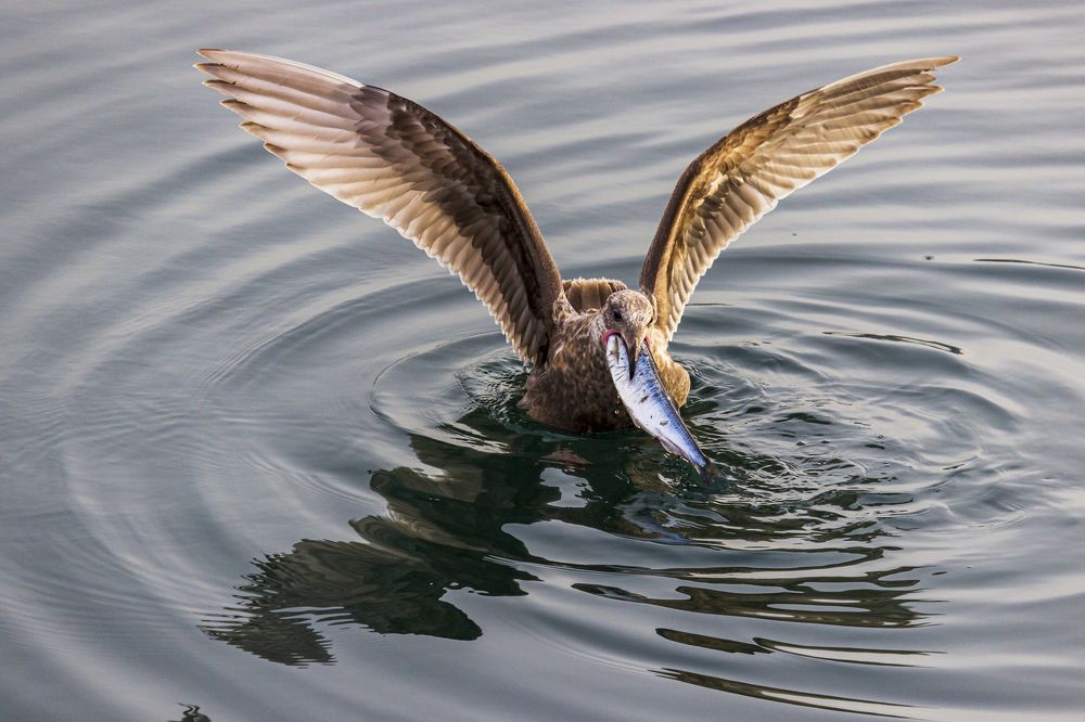 Photograph by Sergey Tsubanov