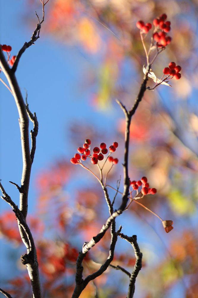 Фотография автора Ирина Муравьева