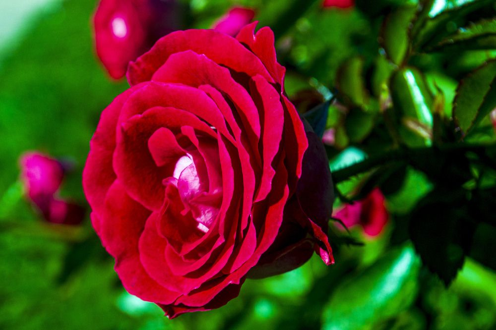 Photograph by Людмила Ваганова