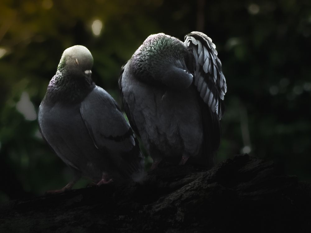 Wings of daylight