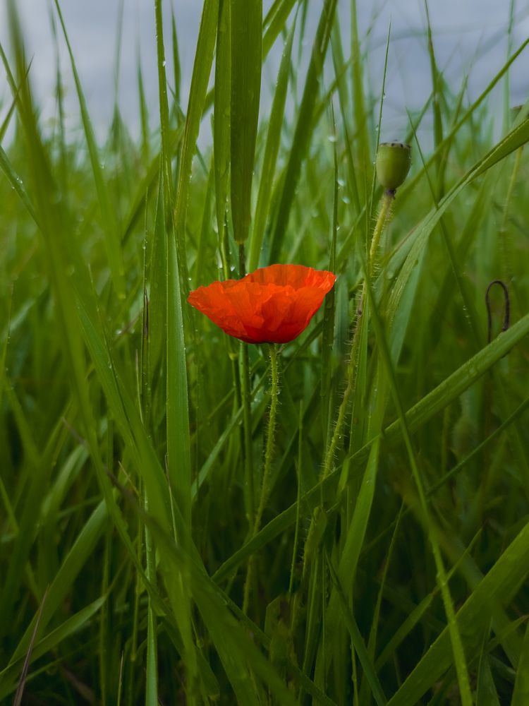 Photograph by Лариса Когтева