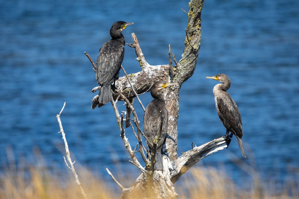 Photograph by Алексей Шматков
