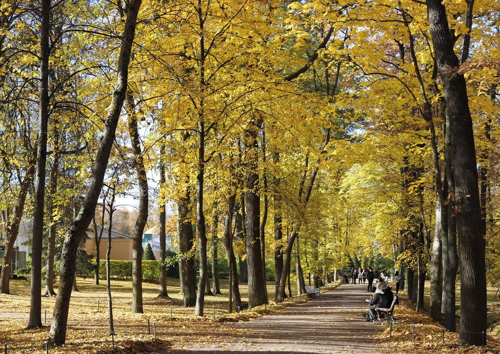 Осенняя дорожка