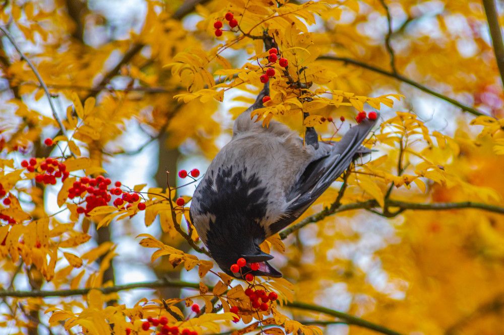 Фотография автора ВЯЧЕСЛАВ