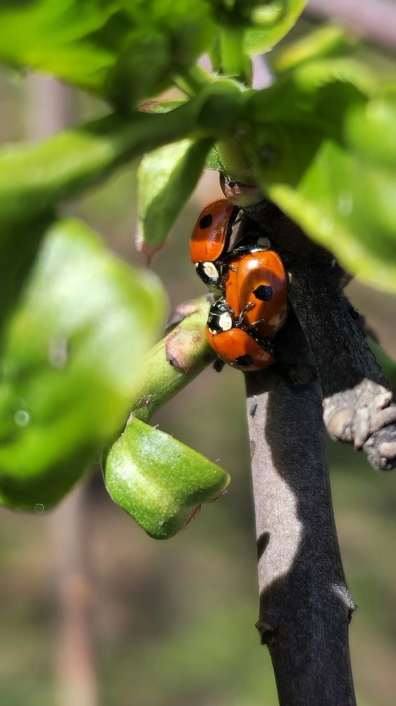 Фотография автора Ольга Быстрова