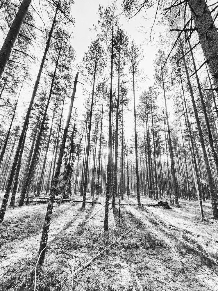 Photograph by Татьяна Рождественская