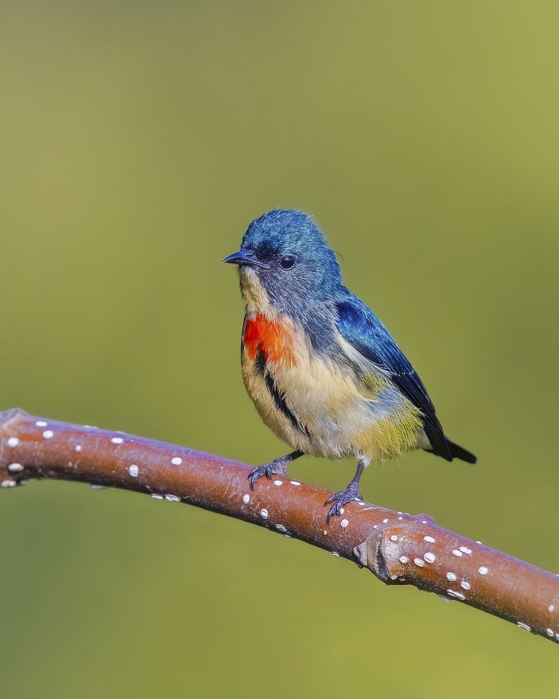 Photograph by Arindam Saha