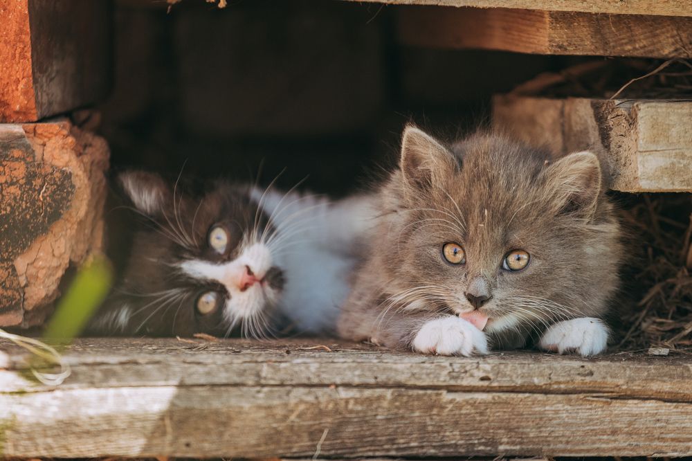 Фотография автора Мария Семенова