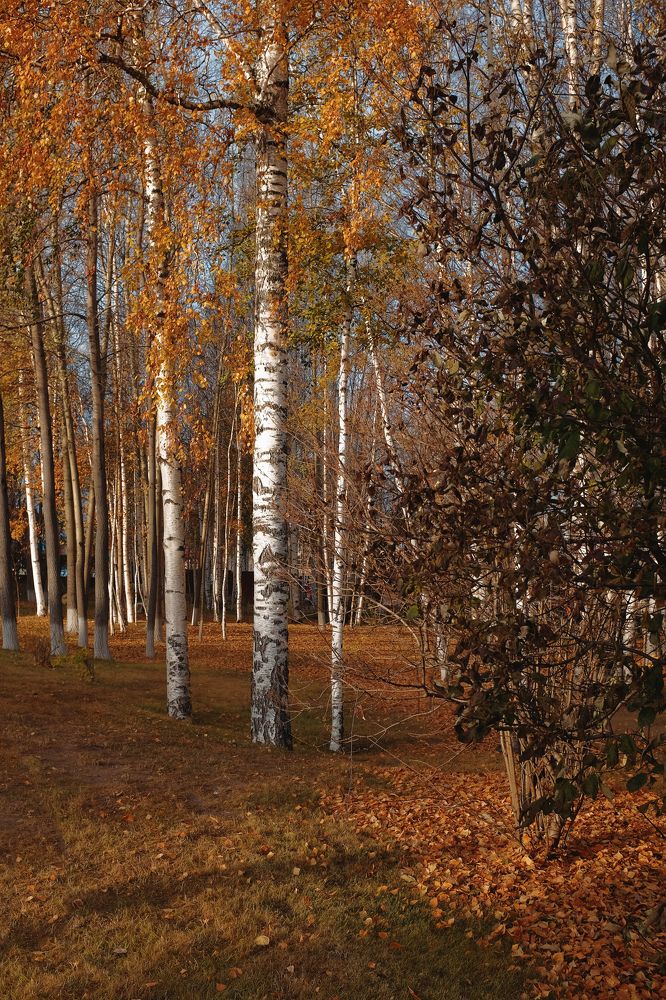 Photograph by Elena Mishchenko