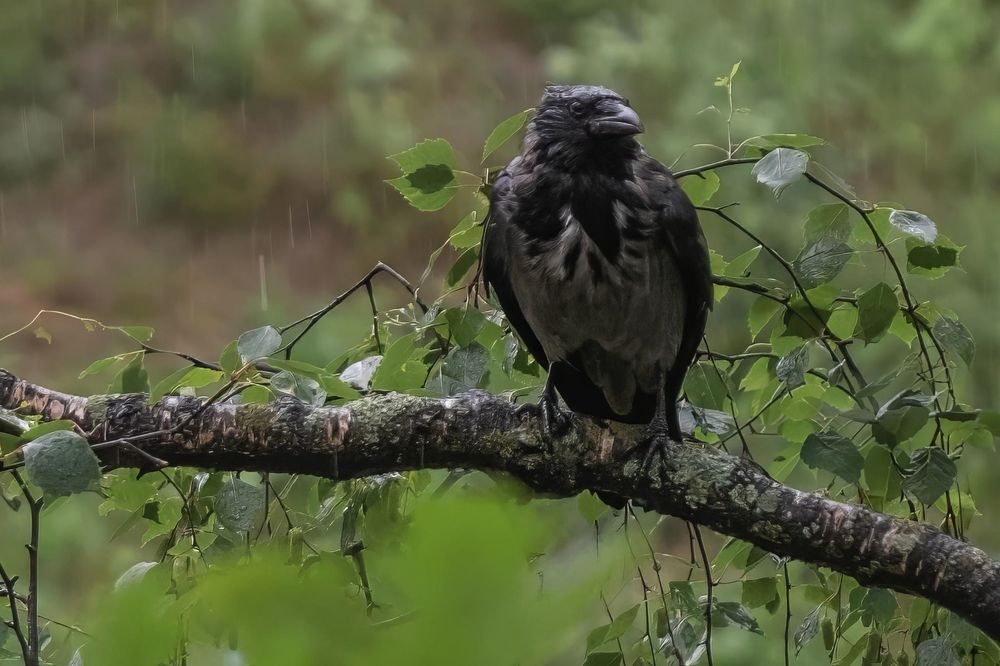 Photograph by Marina Krivitskaya