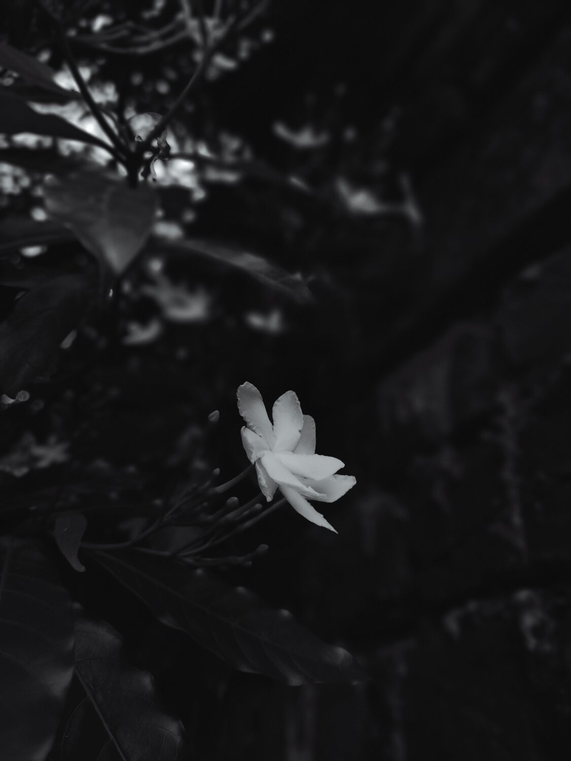 Photo #11212643