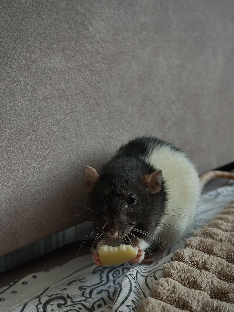 Фотография автора Юлия Косинова