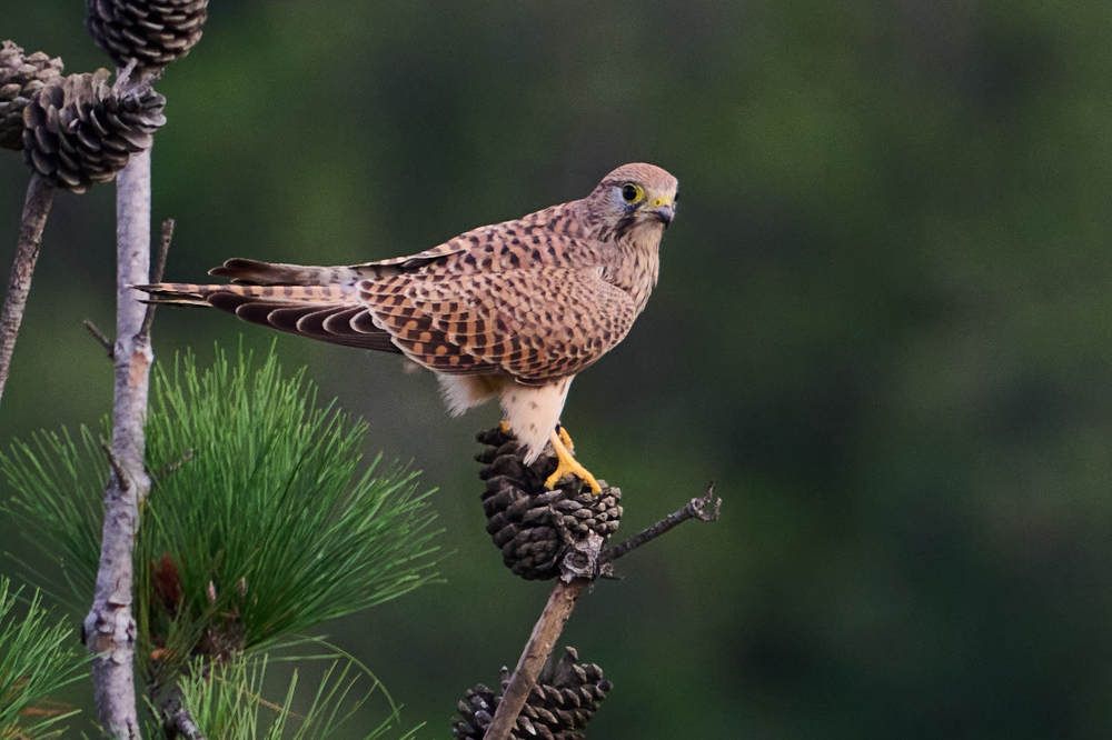 Photograph by Дмитрий Солодухин